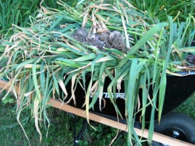 How to Grow, Harvest and Cure Garlic Image